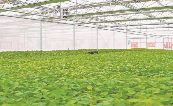 嘉汇优配交易 解锁红薯“冰烤”新吃法